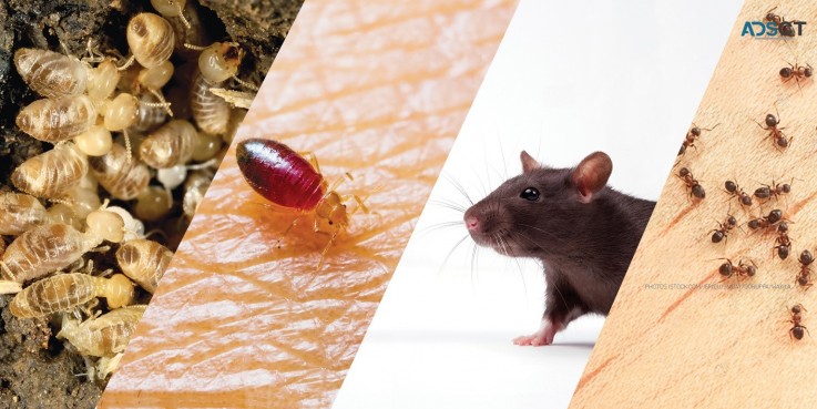 Local Pest Control Sydney