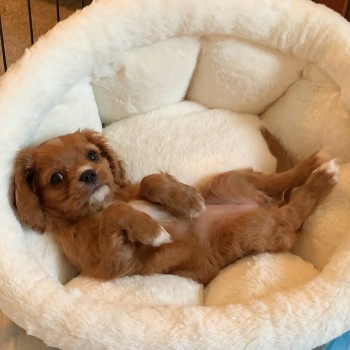 cavalier puppies for available
