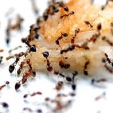 Pest Control Pyrmont