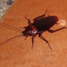 Pest Control Pyrmont