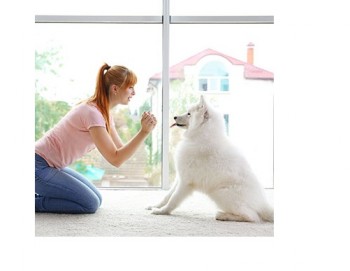 Puppy Classes Melbourne | Dog Psychologist