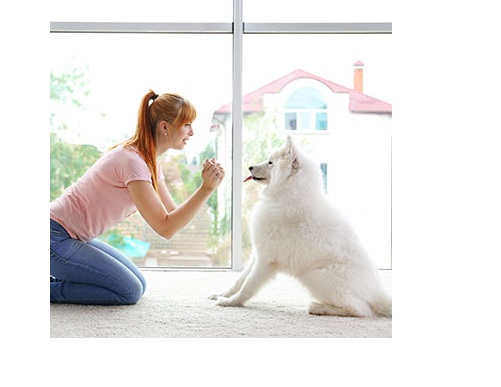 Puppy Classes Melbourne | Dog Psychologist