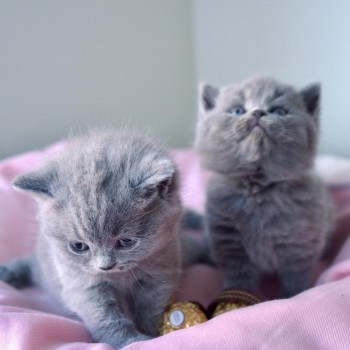 Great British shorthair kittens