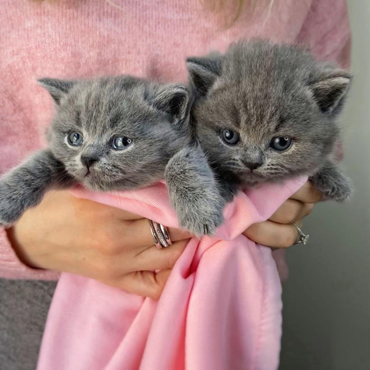 Great British shorthair kittens