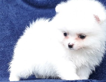 Beautiful Snow White Pomeranian Puppy Fo