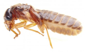 Pest Control Carrara