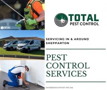 The Significance of Termite Protection Shepparton