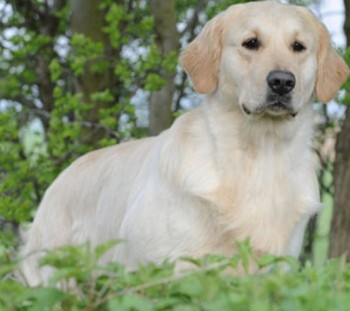 Goldeen retriever puppies for sale