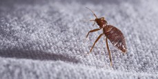 Pest Control Burleigh Waters