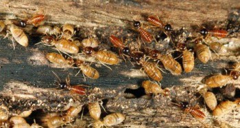 Pest Control Burleigh Waters
