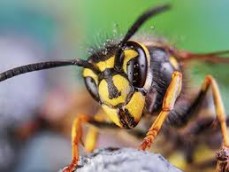 Pest Control Burleigh Waters
