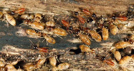 Pest Control Burleigh Waters