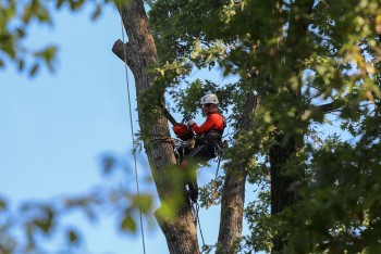 Choose the Best Arborist in Central Coast NSW