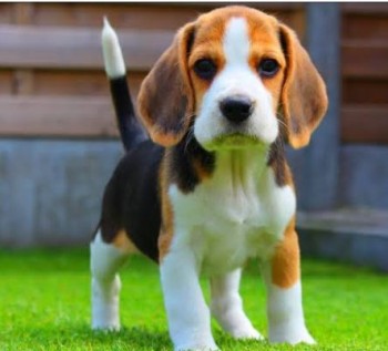 Beagle puppies 