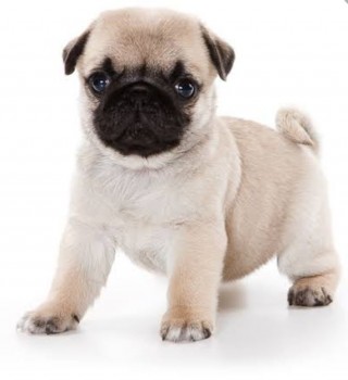 Pug puppies ready for new homes