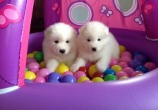 Gorgeous Samoyed Puppies 