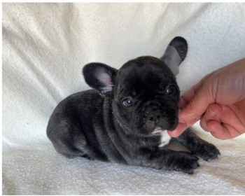 Excellent French Bulldog Puppies