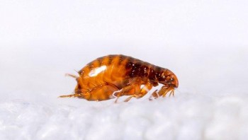 Pest Control Rosebery