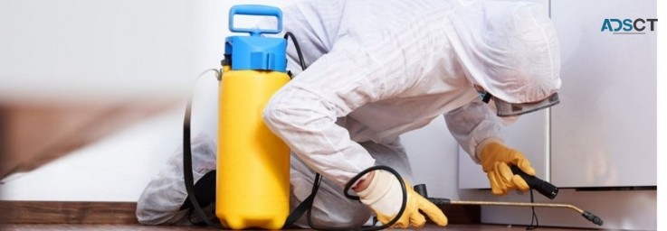 Carpet Cleaning Eltham