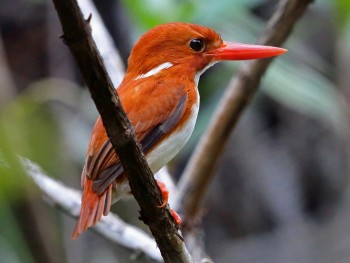 Bird, Wildlife & Cultural Tours - North Queensland Day Tours