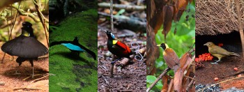 Bird, Wildlife & Cultural Tours - Indonesian New Guinea