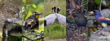 Bird, Wildlife & Cultural Tours - Japan