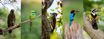 Bird, Wildlife & Cultural Tours - Sri Lanka
