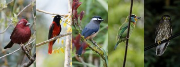 Bird, Wildlife & Cultural Tours - Taiwan