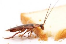 Pest Control Redcliffe