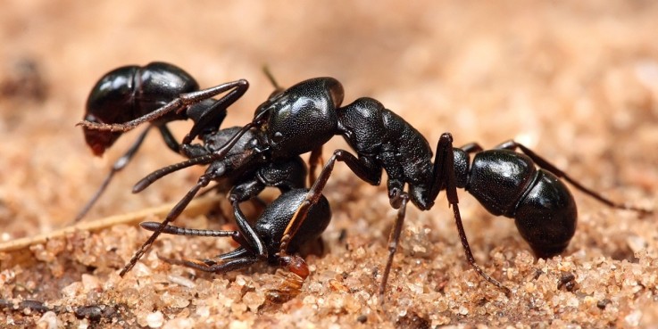 Pest Control Mosman