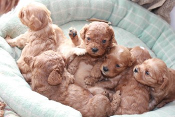 Home raised Cavoodle puppies