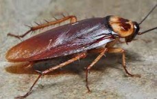 Pest Control Romsey