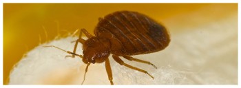 Pest Control Romsey