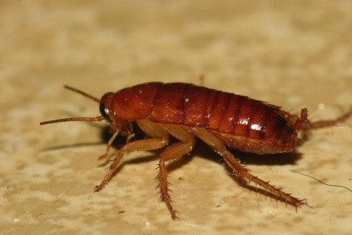 Pest Control Romsey