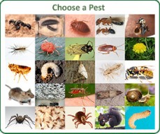Local Pest Control Adelaide
