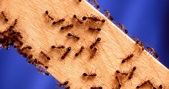 Local Pest Control Adelaide