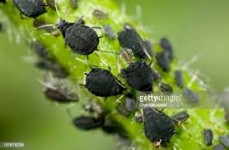 Local Pest Control Adelaide