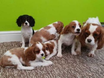Cavalier king Charles Puppies for sale.