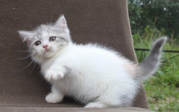 Standard Munchkin kitten with short legs