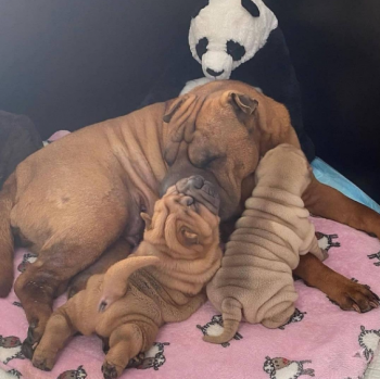 Friendly Chinese Shar Pei puppies