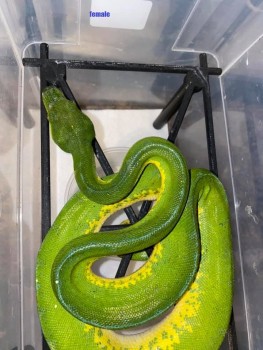 Green tree python for reptile lover