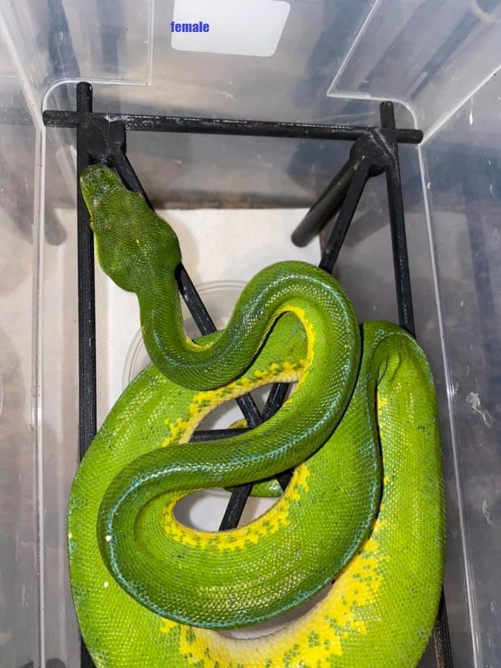 Green tree python for reptile lover