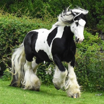 Gypsy Vanner Horses for Sale | Mare | Bl