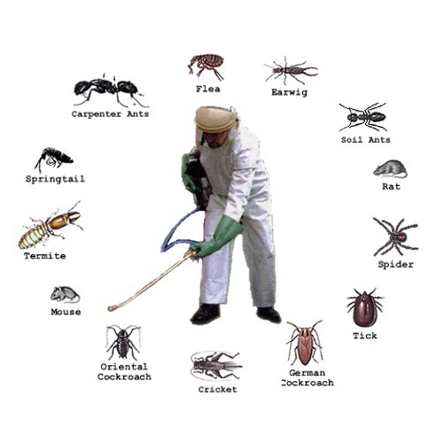 Best Pest Control Canberra