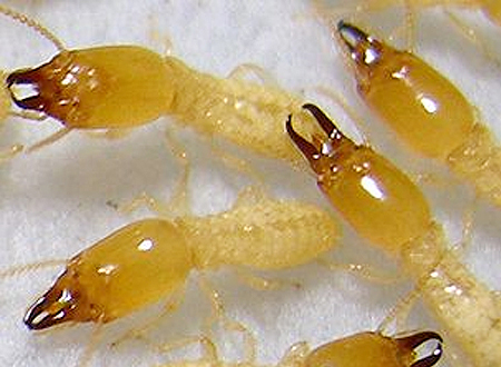 Flatlinepest Control - Termite Inspection Central Coast