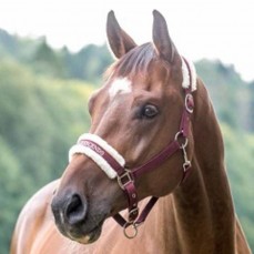 Pet Services Business for sale 