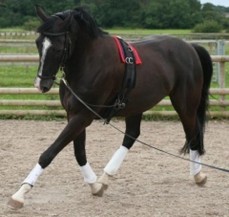 Pet Services Business for sale 