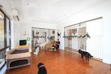 Pet Services Business