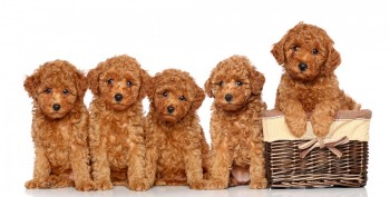 Melbourne's Oldest & Trusted Pet Boarding Kennels - Rilten Kennels