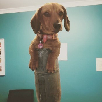 Melbourne's Oldest & Trusted Pet Boarding Kennels - Rilten Kennels